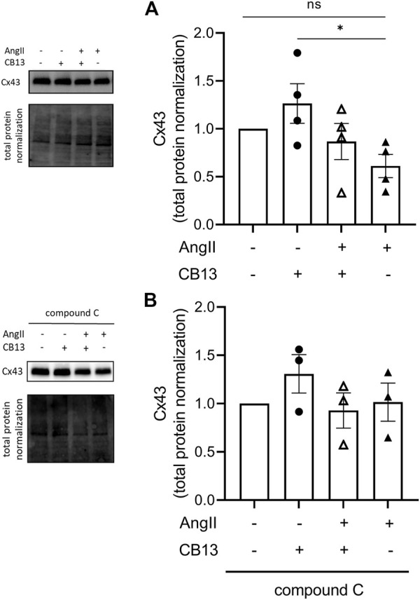 CB13 increased the gap junction, Cx43, compared to AngII controls. (A) CB13 increased Cx43 levels compared to NRAM treated with AngII. CB13 also tended to increase Cx43 levels in the presence of AngII, but the latter effect did not reach significance. (B) NRAM treated with compound C + CB13 did not have different Cx43 levels when compared to control NRAM. Data are presented as mean ± SEM. n = 3–4. *p ≤ 0.05.