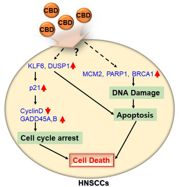 Schematic representation of the proposed anti-cancer mechanisms by CBD treatment on HMEECs.