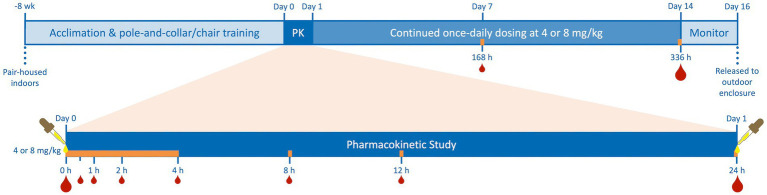 Timeline of juvenile cynomolgus macaque (4 males, 4 females) pair-housing, indoor acclimation, and pole-and-collar/chair training, 24-h pharmacokinetic study (PK) after single-dose oral administration of cannabidiol-/cannabidiolic acid-rich hemp oil (Day 0) at 4 or 8 mg/kg (2 males and 2 females per dose), continued once-daily dosing for an additional 13 days, and a two-day period of monitoring prior to release to their outdoor enclosures. Subjects were dosed daily at the same time as on their individual Day 0 and blood was always drawn immediately following the dose on Days 1, 7, and 14 as on Day 0. Blood was collected at 0-, 0.5-, 1-, 2-, 4-, 8-, 12-, 24-, 168-, and 336-h to quantify serum cannabinoid concentrations by high-performance liquid chromatography–tandem mass spectrometry. Additional blood was drawn for serum biochemistries and complete blood counts on Days 0, 1, and 14 (indicated by the larger blood drops). The orange bar represents the times of chair restraint for blood collection during the study, never exceeding 4 h.