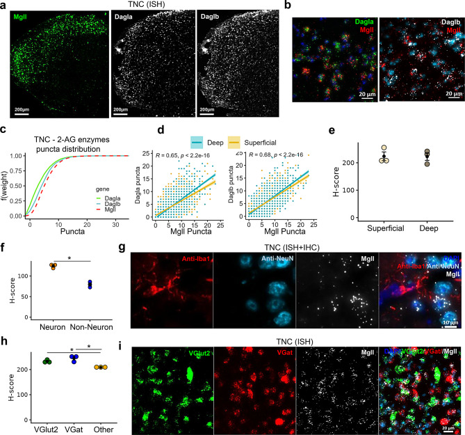 Spatial distribution of 2-AG metabolizing enzyme transcripts in trigeminal nucleus caudalis (TNC). (a) Representative ISH images showing the distribution of Mgll, Dagla, and Daglb in TNC. (b) Images showing co-labelling of Mgll and Dagla or Mgll and Daglb in cells within TNC. (c) Empirical cumulative distribution function (ECDF) depicts predominance for Mgll distribution compared to Dagla and Daglb (Mgll>Daglb>Dagla) in the TNC. (d) Correlation between 2-AG synthesizing enzymes (Dagla or Daglb) and 2-AG hydrolyzing enzyme (Mgll) puncta counts in the superficial (yellow) and deep (blue) layers of the brainstem TNC. (e) Comparison of Mgll H-score from neurons between superficial and deep layers of the TNC. (f) Comparison of Mgll H-score shows increased presence of Mgll in neurons (NeuN+) compared to non-neuronal (DAPI) cells in the TNC. (g) Image shows abundance of Mgll transcripts in neurons (NeuN+) compared to microglia (Iba-1+). (h) Dotplot represents increased Mgll H-score in the VGlut2+ neurons and VGat+ neurons compared to other cell types (DAPI). (i) An image panel shows co-localization of Mgll transcripts within VGlut2+ neurons and VGat+ neurons. The H-score data are presented as mean ± SEM (n = 3–4 mice/region or cell type)