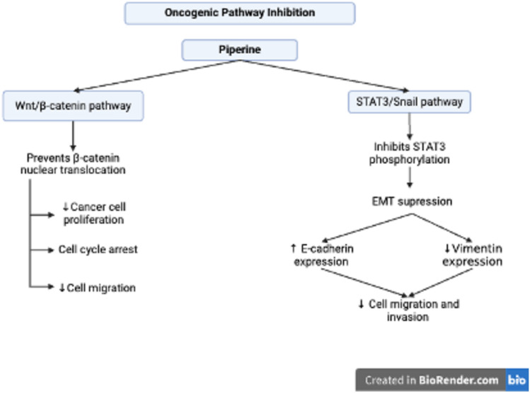 Oncogenic Pathway Inhibition by Piperine in CRC Cells. Piperine inhibits oncogenic pathways through the targeting of Wnt/β-catenin and STAT3/Snail signaling. It impedes β-catenin nuclear translocation, thereby reducing cancer cell proliferation, inducing cell cycle arrest, and decreasing migration. Furthermore, piperine inhibits STAT3 phosphorylation, thus suppressing epithelial–mesenchymal transition (EMT) by increasing E-cadherin expression and reducing Vimentin expression, ultimately limiting colorectal cancer (CRC) cell migration and invasion. This image was created under a Creative Commons license using BioRender