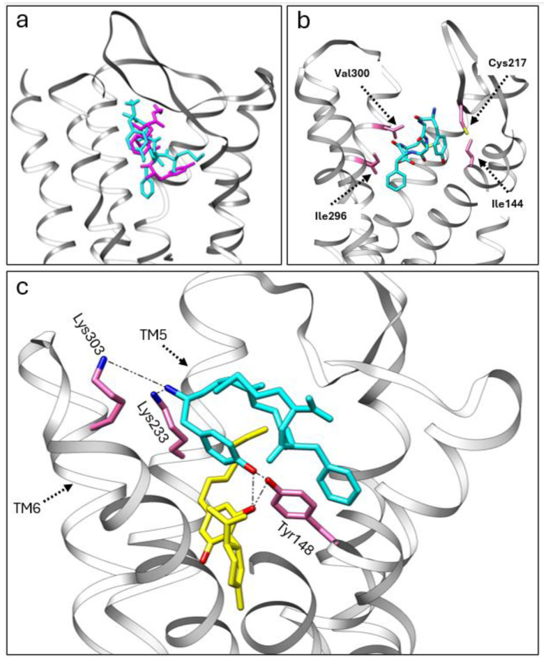 (a) A comparison of the crystal structure of DMAGO (magenta) with the calculated binding pose of met-enkephalin (cyan) inside the MOR pocket. (b) The calculated binding pose of met-enkephalin (cyan) within the MOR, highlighting specific amino acids (pink) involved in the interaction. (c) The co-binding of CBDP (yellow) and met-enkephalin (cyan) in the MOR orthosteric pocket, showcasing stable polar interactions with the receptor.