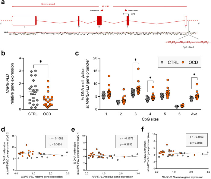 NAPE-PLD expression and regulation in human PBMCs.a Schematic representation of human NAPE-PLD gene. ATG is the translation start site: filled boxes represent the exons’ translated sequence. In the lower part is shown the CpG island with their sequences and the position of the CpG sites under study. In the upper part are shown the location of primers used for mRNA quantification. b NAPE-PLD relative gene expression in human PBMCs from patients diagnosed with OCD and healthy subjects (CTRL). Scattered plots represent individuals’ mRNA abundance calculated by the Delta-Delta Ct (ΔΔCt) method. *p < 0.05 Mann–Whitney test. c % of DNA methylation represented as scattered dot plots for the individual CpG sites under study as well as for the average (Ave) of the 6 CpG sites. Significant differences are indicated (Bonferroni corrected), *p < 0.05. Values are reported in Supplementary Table 7. Correlation analysis between NAPE-PLD relative gene expression and % of DNA methylation. The % of DNA methylation refers to the CpG 3 (d), CpG 4 (e), and the average (Ave) (f) of the 6 CpG sites under study, while the relative gene expression refers to individuals’ 2^-ΔΔCt values, Y and X bars respectively. Data were compared by Spearman’s rank correlation coefficient: Spearman’s r and p value are reported inside the boxes.