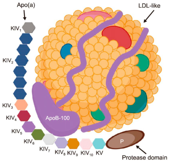Structure of lipoprotein(a). Created with BioRender.com. version 4.0.