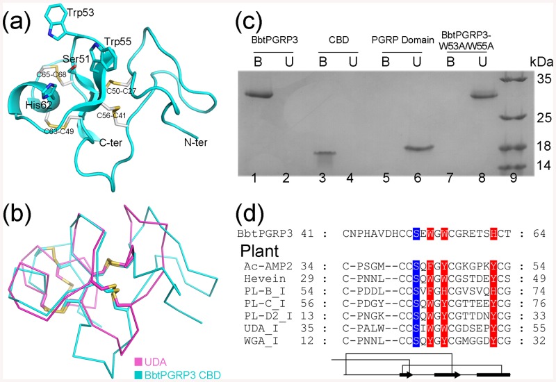 The N-terminal CBD of BbtPGRP3.(a) Cartoon representation of the BbtPGRP3 N-terminal CBD. The side chains of the conserved cysteine and putative functional residues are shown, with the conserved disulfide bridges colored in yellow. (b) Superposition of BbtPGRP3 CBD against UDA (PDB 1ENM). The CBD and UDA are colored in cyan and magenta, respectively. (c) The chitin-binding activity. Purified BbtPGRP3, CBD, PGRP domain and BbtPGRP3-W53A/W55A were incubated with insoluble chitin, respectively. Protein remaining in the supernatant (Unbound) and associated with the pellet (Bound) were analyzed by SDS-PAGE and Coomassie staining. (d) 3D structure-based sequence alignment of several chitin-binding proteins in plants against the Cys41–Thr64 region of BbtPGRP3. The proteins include Amaranthus caudatus antimicrobial protein 2 (Ac-AMP2, PDB code 1MMC), hevein from rubber tree (Hevein, PDB code 1T0W), Phytolacca americana Lectin-B (PL-B_I, UniProtKB accession number Q9AVB0.1), Phytolacca americana Lectin-C (PL-C_I, PDB code 1ULK), Phytolacca americana Lectin-D (PL-D_I, PDB code 1ULM), Urtica dioica agglutinin (UDA_I, PDB code 1IQB), and wheat germ agglutinin (WGA_I, PDB code 1WGC). The chitin-binding residues are aligned. The polar and hydrophobic residues are highlighted in blue and red, respectively.