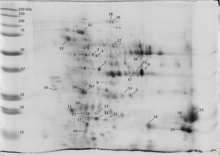 Representative 2D gel of the albumin fraction: the spots identified by MS analysis are numbered.