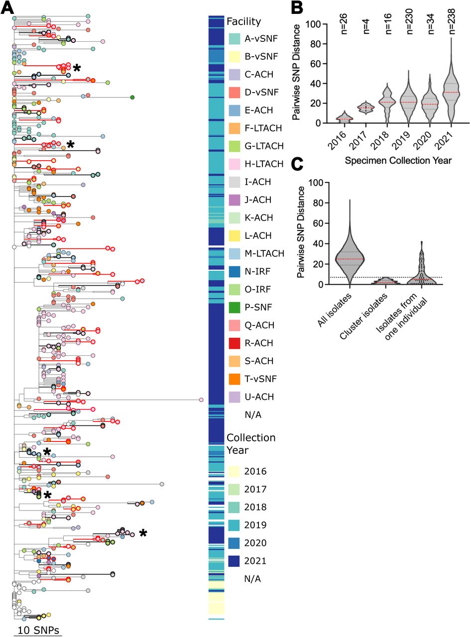 Phylogenetic and SNP analysis of Chicago clade IV C. auris isolates.(A) Phylogenetic tree of Illinois sequences with tree tips colored by isolate facility. Metadata block to the right of tree tips represents isolate collection year. Isolates included in clusters and branches leading to identified clusters are bolded in alternating black and red for clarity. Asterisks indicate clusters with 5 or more isolates which were selected for subtree visualization in Fig. 3. Scale bar indicates SNP distance. ACH: acute care hospital; LTACH: long-term acute care hospital; IRF: inpatient rehabilitation facility; vSNF: ventilator-capable skilled nursing facility; SNF: skilled nursing facility. (B – C) Violin plots of pairwise SNP distances with dashed lines showing median (red) and 25th and 75th quartiles (black); individual data points shown when <100. Isolate numbers shown above plots in b. Dashed horizontal line in panel c indicates the maximum SNP distance of 7 used for cluster selection.