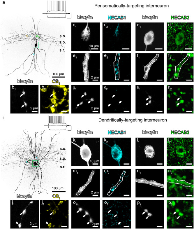 Subcellular distribution of NECAB1 and NECAB2 in identified perisomatically targeting and dendritically targeting CB1-receptor-expressing GABAergic interneurons. (a) MIP of a representative perisomatically targeting multipolar neuron in CA1 stratum radiatum (s.r.). The axonal arbor is restricted to stratum pyramidale (s.p.), whereas the dendrites are extended to stratum oriens (s.o.) and stratum radiatum. Boxed areas depict the different subcellular compartments that are shown at high magnification in b–h with matching colors. The neuron was filled with biocytin during patch-clamp recording. Insets show example voltage traces in response to depolarizing and hyperpolarizing current steps of −200, 0, and +150 pA from resting membrane potential recorded in whole-cell current-clamp configuration (scale: 40 mV, 200 ms). Note the regular-spiking, accommodating firing pattern, a characteristic feature of CB1/CCK-positive GABAergic interneurons. (b1–b2) Indeed, biocytin-filled axon terminals (b1) belonging to the same interneuron carry high density of CB1 receptors (yellow, b2). (c1–d2) The cell body of this interneuron was cut in half during resectioning (c1, d1) that makes the demonstration of the presence of both NECAB1 (cyan) and NECAB2 (green) within the soma possible (c2, d2). (e1–f2) Dendrites of the biocytin-filled cell also contain both NECAB1 (e2) and NECAB2 (f2). (g1–h2) In contrast, confocal imaging reveals intense NECAB2-immunostaining (h2) in axon terminals, whereas NECAB1-immunostaining remained under detection threshold in boutons of the same interneuron (g2). (i–j2) MIP of a confocal z-stack presents a regular-spiking dendritically targeting interneuron with an extensively distributed axonal arbor that contain CB1 receptors (j2). The subcellular distribution of the NECAB calcium-binding proteins within this cell mirrors their localization in the perisomatically targeting interneuron presented in (a). While the cell body and the dendrites contain both NECABs (k1–n2), only NECAB2-immunostaining is observed in the axon terminals (p2).