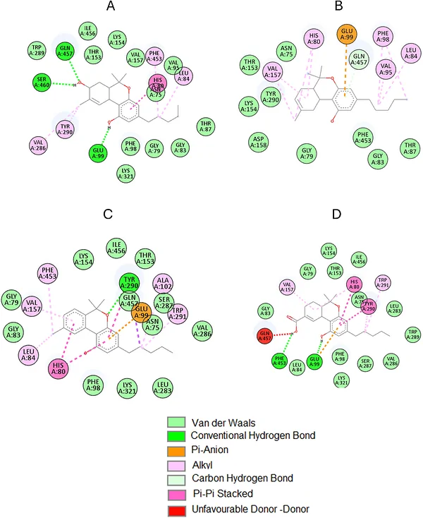 2D molecular interactions of C. sativa: (A) 8‐hydroxy‐delta‐9‐THC, (B) 8‐tetrahydrocannabinol, (C) cannabinol, and (D) tetrahydrocannabinol‐7‐oic acid with SGLT‐2 active site amino acid residues. Images generated using BIOVIA Discovery Studio V. 24.1.0.23298.