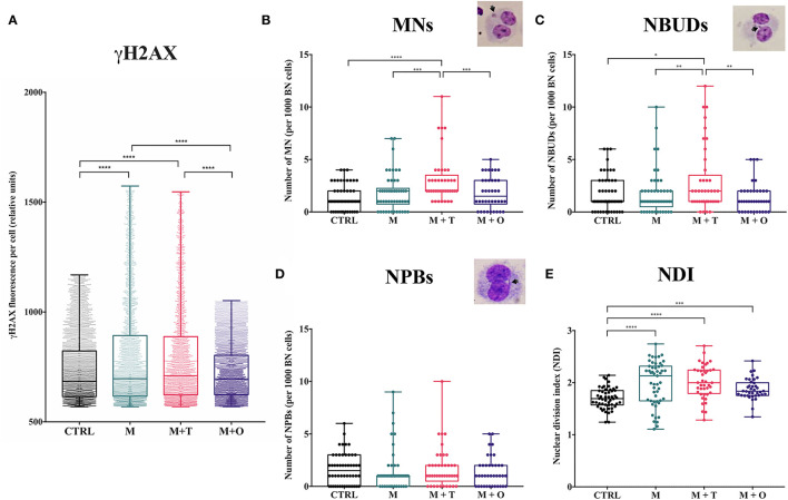 Peripheral blood lymphocytes from marijuana mono-users and in combination with tobacco display the highest levels of genotoxic damage. (A) Comparison of the γH2AX fluorescence intensity (FI) per cell from freshy isolated lymphocytes. The M and M+T groups show the highest γH2AX FI, without significant differences between them. (B) Frequency of micronuclei (MN) in cultured peripheral blood lymphocytes. The highest number of cells with MN was observed in the M+T group in comparison to the other groups. Inset shows a representative binucleated cell with a MN. (C) Frequency of nuclear buds (NBUDs) in cultured peripheral blood lymphocytes. The highest frequency of NBUDs was found in the M+T group. Inset shows a representative binucleated cell with an NBUD. (D) Frequency of nucleoplasmic bridges (NPBs) in cultured peripheral blood lymphocytes. No differences were observed among groups. Inset shows a representative binucleated cell with an NPB. (E) Nuclear division index (NDI) in cultured peripheral blood lymphocytes The NDI is significantly increased in all marijuana users in comparison to the CTRL group. NDI was calculated by quantifying the number of mono, bi, tri, and tetranucleated cells and divided by number of viable cells scored (see Materials and Methods). Error bars indicate mean ± SD; a p-value = 0.01–0.05 was considered significant (*), a p = 0.01 to 0.001 was considered very significant (**, ***) and a p < 0.001 was considered extremely significant (****).