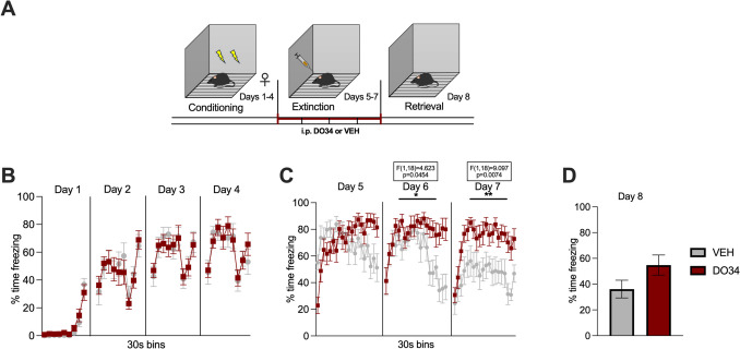 Pharmacological inhibition of DAGL during extinction training impairs within-session learning of extinction in female mice. (A) Schematic diagram of the experimental paradigm. (B) Percentage of time spent freezing during the acquisition of contextual fear. (C) Percentage of time spent freezing during extinction of contextual fear when DO34 (50 mg/kg) was injected IP 2 h before each extinction training session. (D) Percentage of time spent freezing during retrieval session. All values are presented as mean ± SEM (n= 10 female mice per condition).