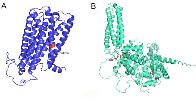 3D structures ofA) CB1 receptor and B) DAGLB enzyme (AlphaFold entry: AF-Q8NCG7-F1), with pathogenic variants identified in the Moroccan study population highlighted in red (one on CB1, three on DAGLB).