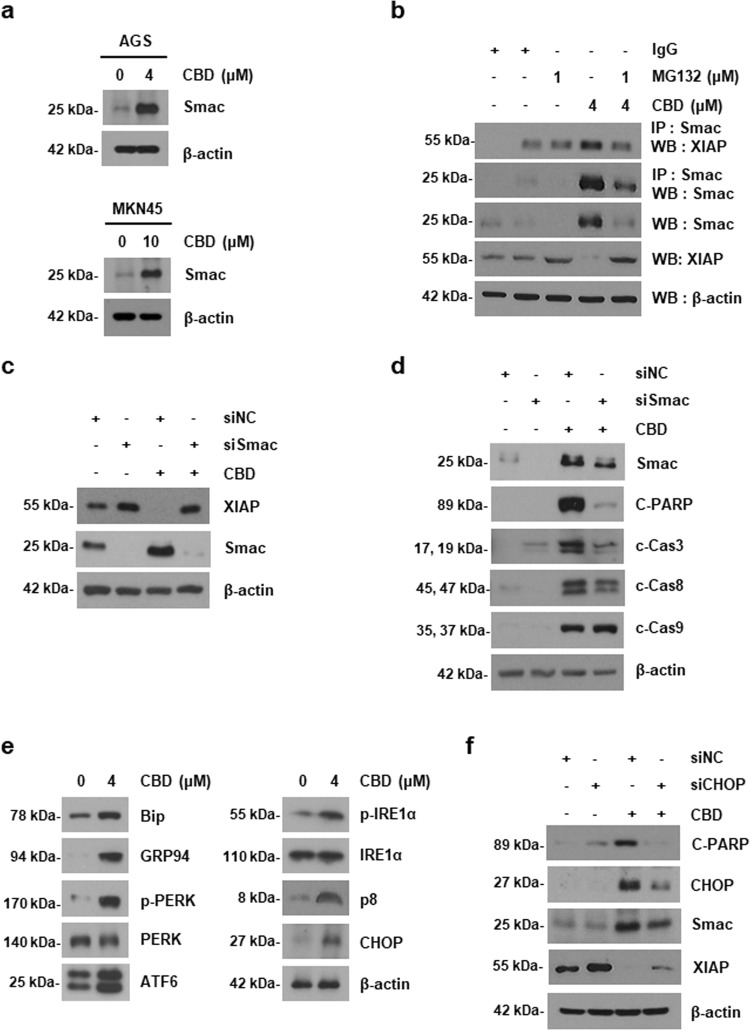 CBD enhanced Smac activation caused by ER stress and subsequent the interaction between Smac and XIAP.a Cells were treated with 4 μM (AGS cells) or 10 μM (MKN45 cells) of CBD for 24 h. Smac expression level was detected by western blotting analysis. b AGS cells were non-treated or pre-treated with 1 μM of MG132 for 1 h and then treated with 4 μM CBD for 24 h. The interaction between XIAP and Smac was determined by Co-IP analysis. c, d AGS cells were transfected with control siRNA (siNC) or Smac siRNA (siSmac). Transfected cells were treated with 4 μM of CBD for 24 h. The protein levels of Smac, XIAP (c), and apoptosis-related proteins (d) were detected by western blotting. e AGS cells were exposed to CBD for 24 h and then ER stress-related proteins were measured by western blotting. f The cells were transfected with siNC or CHOP-specific siRNA (siCHOP). The transfected cells were treated with 4 μM of CBD for 24 h. Cell lysates were immunoblotted with Smac antibody