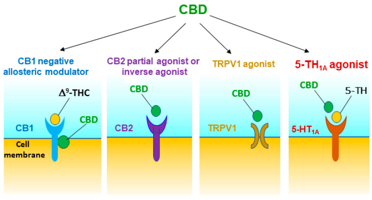 Potential receptor mechanisms underlying CBD’s action against drug reward and addiction. The results from in vitro receptor binding and functional intracellular signalling assays and in vivo behavioral studies with pharmacological and transgenic approaches suggest that CBD may act as a CB1R negative allosteric modulator, a CB2R partial agonist or antagonist/inverse agonist, and a TRPV1 and 5-HT1A receptor agonist. Multiple receptor mechanisms together produce protective and therapeutic effects against drug abuse and addiction.