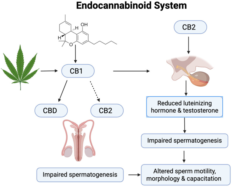 A schematic presentation of ECS and its involvement in sperm function and testosterone regulation.