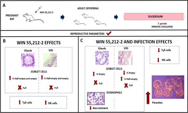 Summary of changes in the duodenum of adult rats prenatally exposed to WIN 55,212-2. Pregnant rats were treated with the synthetic cannabinoid WIN 55,212-2, and adult offspring were used for the posterior studies (A). The morphology of the duodenum and the percentage of Tγδ and NK cells were analyzed in the non-infected (B) and infected (C) adult offspring with Trichinella spiralis. Arrows indicate the increased or decreased values of the evaluated parameters, whereas “X” indicates their absence.