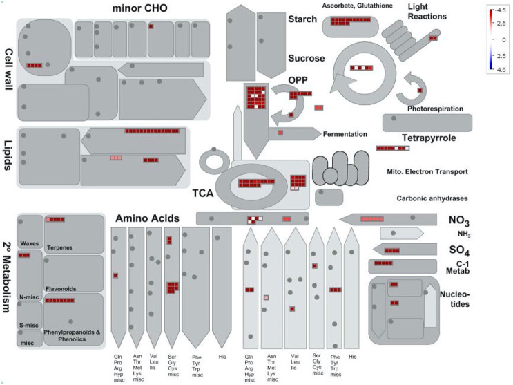 Mapman batch classification of proteins relating to metabolism in glandular trichome heads vs stalks.Fold change differences in a protein’s abundance is indicated by the legend key where blue represents proteins found more abundant in glandular trichome stalks, white indicates no change in a proteins abundance, and red indicates proteins found preferentially abundant in glandular trichome heads.