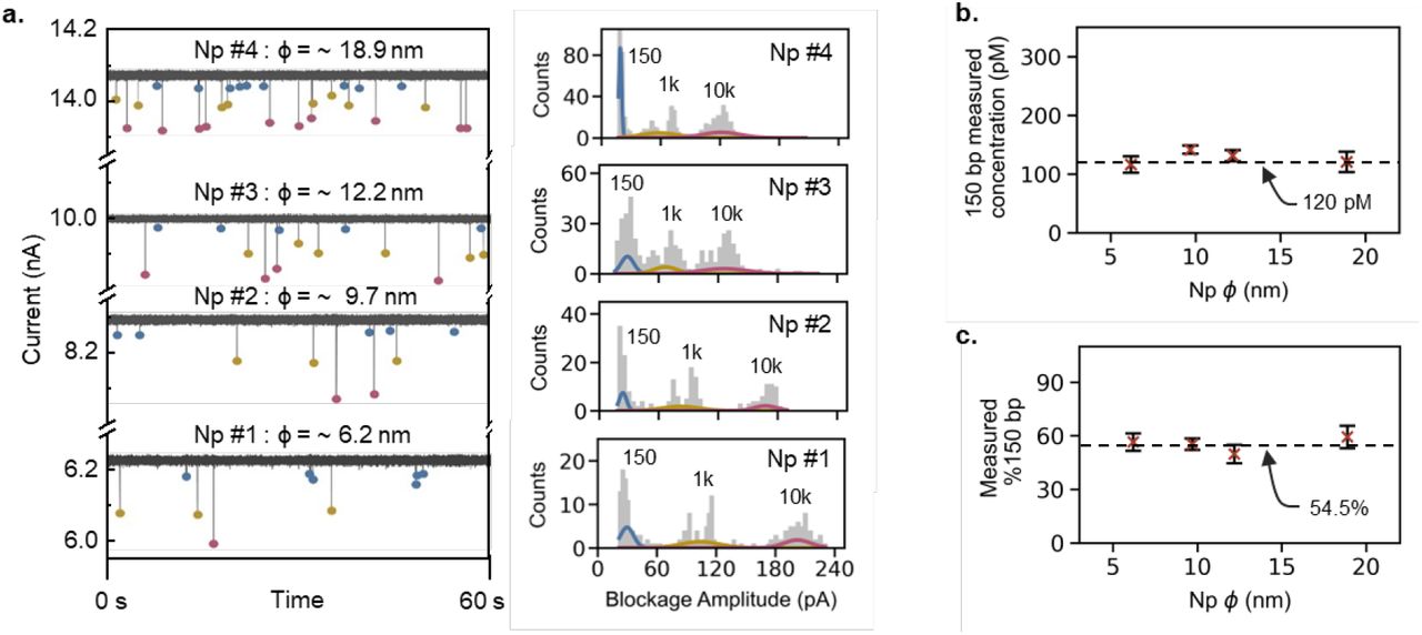 Quantification and qualification of 150 bp dsDNA from a fixed mock sample using different nanopore sensors. (a) Representative I-t traces and counts histograms for the mock sample 150 / 1k / 10k bp (at 120 / 100 / 100 pM) obtained using different nanopores with diameters in the range of 6-19 nm. (b) Measured concentration of 150 bp and (c) measured %150 bp vs. Np ϕ (nm). Data has been presented as μ ± σ (n = 3).