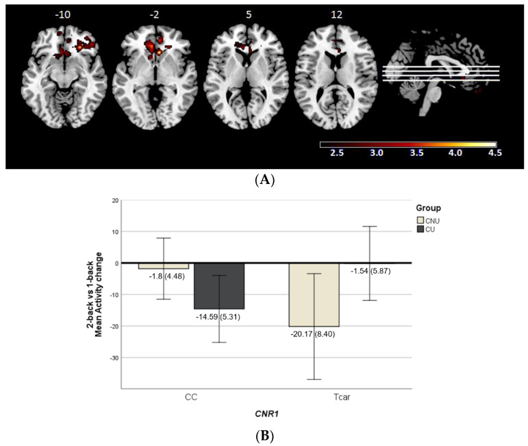 (A) Brain regions included in the cluster showing significant cannabinoid receptor type 1 gene (CNR1, rs1049353) × cannabis use interaction (CNU—cannabis non-users; CU—cannabis users) in the 2-back vs. 1-back contrast. The right side of the image represents the right side of the brain. Montreal Neurological Institute (MNI) coordinates are given for the shown slice. Units of the bar are β values from the regression model standardised to Z scores. (B) Bar plot showing marginal means of the mean activity change values (±2SE) for the significant cluster where CNR1 × cannabis use interaction is detected in the 2-back vs. 1-back contrast.