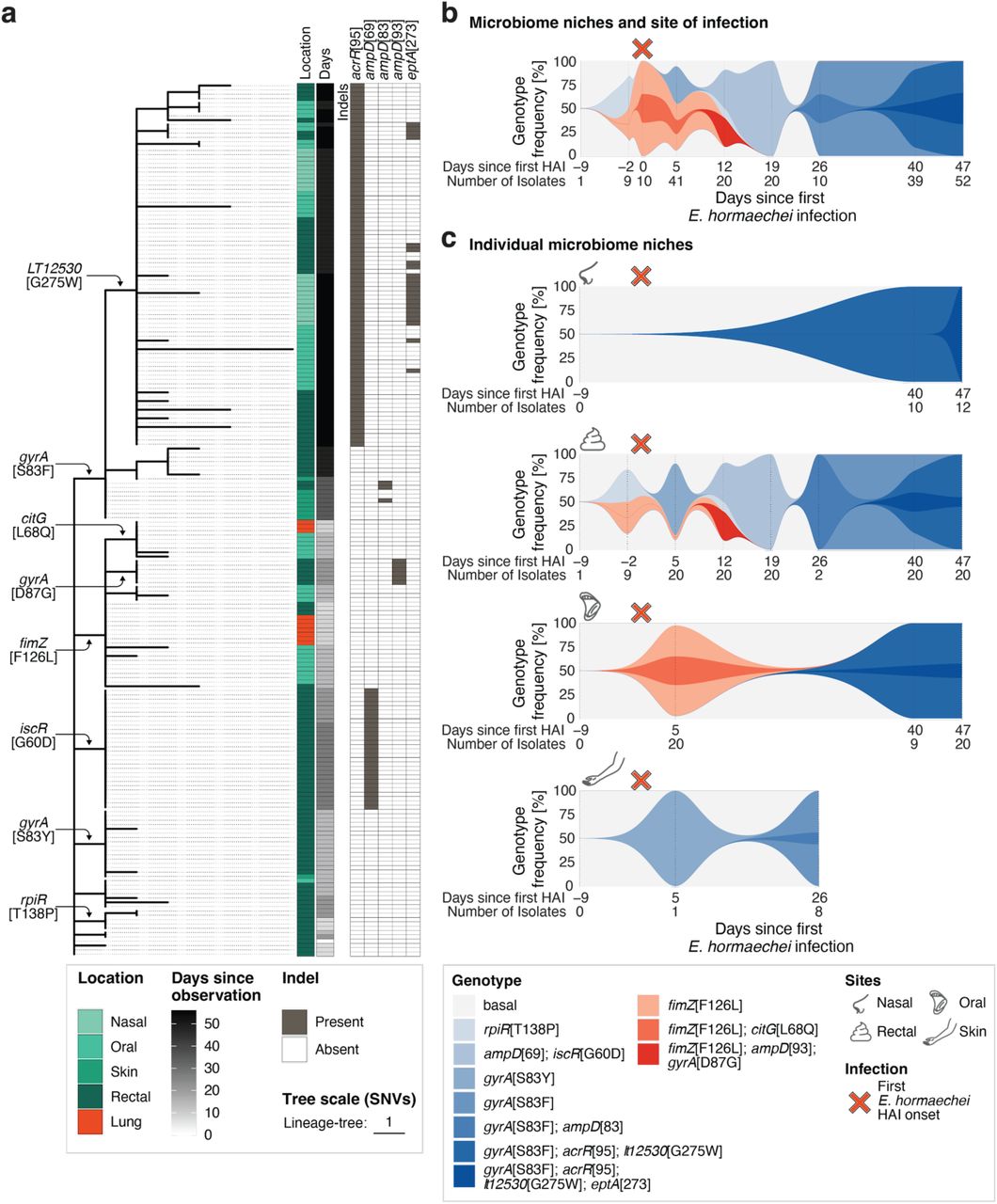 Short-lived de novo mutation fimZ [F126L] first detected in the gut becomes associated with infection but subsequently is replaced by independently, emerging genotypes linked to treatment resistance.a. Maximum-likelihood phylogeny of the 202 E. hormaechei isolates from patient 7 using the lineage-specific alignment. The tree, based on 61 SNVs, is rooted on GCF_003408555.1 and the tree scale bar represents one SNV. The microbiome isolation source is shown in shades of green or red for isolates collected from the site of infection. Timepoints since first isolation (in days) are shown in grey scale. SNVs with a frequency shift ≥ 30% between observations are annotated on the respective branches. Indels with a genotype frequency shift ≥ 30% between observations are shown in a heatmap in grey if present in the respective isolate with the gene name and position of the mutated amino acid in squared brackets on top.b-c. Muller plots show E. hormaechei SNV- and indel-based genotypes with frequency shifts ≥ 30% for (b) body-wide (microbiomes and site of infection collapsed) and (c) niche-specific (nasal [top panel], oral [second panel], rectal [third panel], and skin [lower panel]) from first culture-success (−9 days prior infection detection) until patient 7’s last sampled timepoint (47 days). Frequencies were interpolated in log-space to model exponential growth, restricting to timepoints with at least one observed isolate. Each color represents a different genotype (shades of red indicate genotypes carrying the fimZ [F126L] mutation) and the sampled E. hormaechei infection timepoint is highlighted with a red cross above each plot.