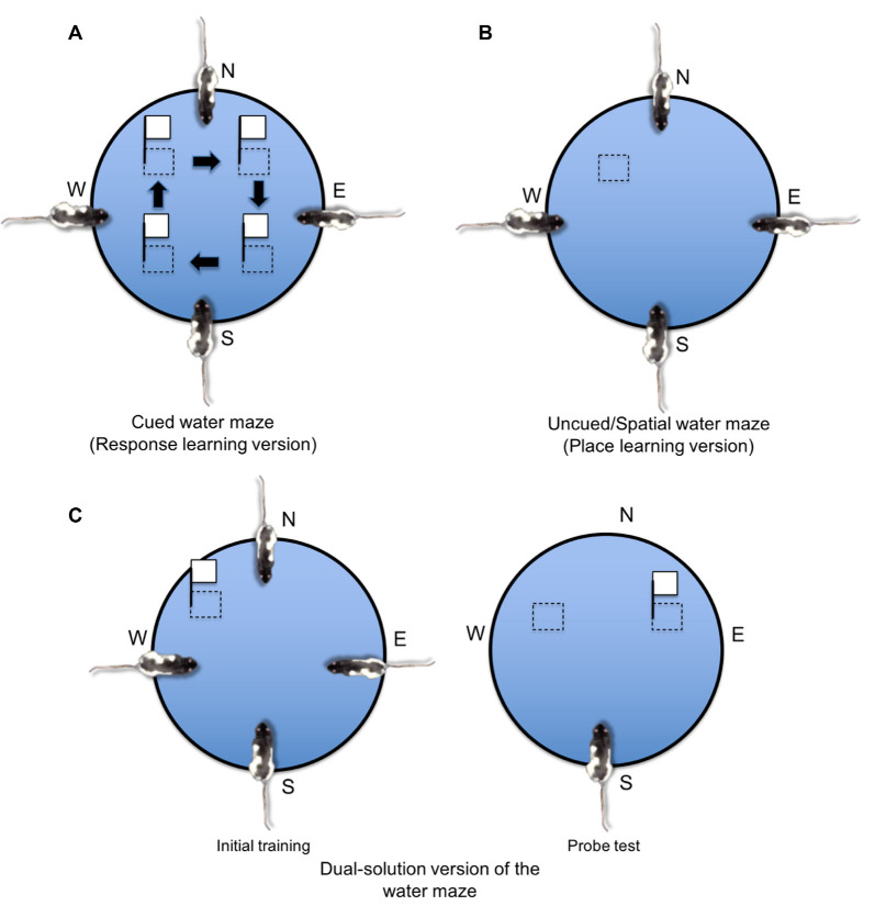 Place and response learning in the water maze. (A) In the cued water maze task, the platform is either visible (i.e., made of a conspicuous opaque material and/or is located above the water surface) or is cued with a proximal object (e.g., a white flag attached to the platform). Throughout training, the platform is rotated to different quadrants of the maze, and the animal must learn to associate the visible stimulus (S) with swimming approach behavior (R). (B) In the uncued spatial water maze task, the platform remains in a consistent spatial location and is visibly hidden below the water surface (the platform may consist of transparent material or the water may be infused with an opaque dye). Therefore, the rat must use extra-maze spatial cues to learn the location of the hidden platform. (C) In the dual-solution version of the water maze, a visibly cued platform remains in the same spatial location across initial training. During a later probe test, the cue is moved to a different maze quadrant. If the rat continues to swim to the same spatial location, the rat is labeled a place learner. If the rat approaches the visible cue, the rat is labeled a response learner.