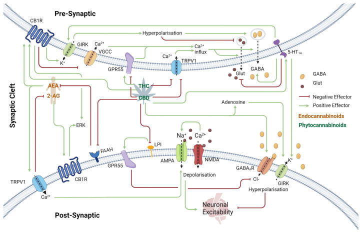 Schematic of the Endocannabinoid System at the Synapses in the Cerebral Cortex. The endogenous Endocannabinoids AEA and 2-AG act as retrograde neurotransmitters that activate CB1R. Presynaptic CB1R activation leads to GIRK channel opening, promoting K+ efflux, hyperpolarizing the presynaptic membrane, and reducing neuronal excitability by simultaneously preventing the release of the excitatory neurotransmitter glutamate and promoting the release of the inhibitory neurotransmitter GABA. CB1R activation also inhibits some VGCCs, reducing Ca2+ influx. Since Ca2+ is required for neurotransmitter release into the synaptic cleft, this results in an overall inhibitory effect on synaptic transmission. 5-HT1A receptors also activate GIRKs and inhibit VGCC response to stimulation by CBD, also reducing neuronal excitability. Additionally, 5-HT1A modulates presynaptic vesicle release by inhibiting the adenylyl cyclase pathway, further dampening neuronal transmission. TRPV1, a non-selective cation channel, is activated by the endocannabinoids AEA, CBD, and THC. However, prolonged exposure to plant-derived phytocannabinoids desensitizes TRPV1, preventing activation by endogenous ligands. In both the pre- and postsynaptic regions, TRPV1 enhances neuronal excitability through Ca2+ influx and depolarization of the neuronal membrane. Therefore, CBD has an overall inhibitory effect on synaptic transmission. AMPA-R are ion channels responsible for the majority of fast excitatory neurotransmission in the brain. The binding of glutamate to AMPA-R on the postsynaptic membrane leads to Na+ influx and depolarization. CBD inhibits FAAH, the enzyme responsible for AEA breakdown, leading to AEA accumulation in the synaptic cleft and enhancing its inhibitory effects. Additionally, CBD interacts with the adenosine system by preventing adenosine reuptake, which enhances neuronal inhibition via GIRK activation and inhibition of VGCC and adenylyl cyclase pathways. GABAAR is the primary target of GABA. As a Cl− channel, its activation by GABA results in postsynaptic membrane hyperpolarization, inhibiting neuronal excitability. Conversely, the excitatory neurotransmitter glutamate binds to NMDA-R, depolarizing the postsynaptic membrane and increasing neuronal excitability. Abbreviations: Receptors; CB1R (Cannabinoid Receptor 1), GIRK (G-protein-coupled inwardly rectifying potassium), VGCC (Voltage-Gated Calcium Channel), TRPV1 (transient receptor potential cation channel subfamily V member 1), GPR55 (G protein-coupled receptor 55), AMPA-R (α-amino-3-hydroxy-5-methyl-4-isoxazolepropionic acid receptor), NMDA-R (N-methyl-D-aspartate Receptor), GABAAR (γ-aminobutyric acid Receptor A), FAAH (Fatty acid amide hydrolase), 5-HT1A (5-hydroxytryptamine 1A Receptor), Endocannabinoids; AEA (Anandamide), 2-AG (2-Arachidonoylglycerol), Phytocannabinoids; THC (Δ9-tetrahydrocannabinol), CBD (Cannabidiol), Neurotransmitters; GABA (γ-aminobutyric acid), Glut (Glutamate). Created in BioRender [54].