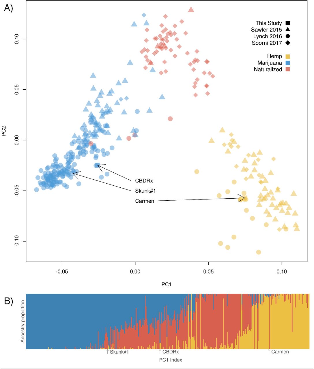 Marijuana and hemp are distinct populations of domesticated Cannabis.Population genetic structure of Cannabis inferred from 2,051 SNPs and 367 accessions delineates hemp, marijuana, and naturalized populations. The domesticated populations are both more closely related to naturalized populations than to each other. This reflects independent breeding trajectories with little gene flow between domesticated populations selected for divergent traits. Individuals were filtered to exclude relatives closer than the 5th degree. SNPs were filtered to reduce linkage disequilibrium and remove sites failing a chi-squared test for Hardy-Weinberg Equilibrium. (A) Principal components analysis (PCA) of the genotype matrix, integrating new data (plotted as squares) with previous population surveys (plotted as circles, triangles, or diamonds to indicate data source). Clusters were determined from k-means and are named according to a simple classification of hemp cultivars (yellow), marijuana cultivars (blue), and naturalized individuals (10). PC1 divides hemp and marijuana populations. PC2 describes the domestication continuum. The position of focal individuals with whole genomes sequenced in this study are indicated with arrows. Carmen is an industrial fiber hemp cultivar. Skunk#1 is an intoxicating marijuana cultivar. CBDRx has a predominantly marijuana-like genome, but is non-intoxicating. (B) Individuals are modeled with admixed genomes of idealized donor populations rather than being discreetly categorized. ADMIXTURE plot indicting ancestry contributions at k=3. Colors are consistent with populations defined for k-means classification on the PCA. Individuals are ordered left to right according to their position along the first principal component with their estimated ancestry proportions indicated by proportion of color contributing to the vertical segment. Focal individuals are indicated with arrows. The Skunk#1 genome ancestry is estimated to be 78% marijuana and 22% naturalized. The Carmen genome ancestry is estimated to be 94% hemp and 6% marijuana. The CBDRx genome is estimated to be 89% marijuana and 11% hemp.