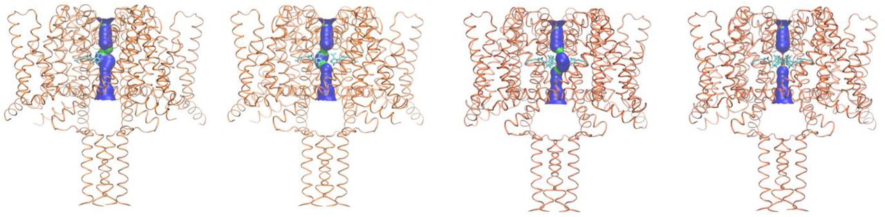 HOLE Depiction of the Dimensions NavMs-CBD Complexes with Different Numbers of CBD Molecules Present.This depiction is as in Fig. 2. The protein is depicted in coral ribbons, and the central pore size is indicted using the HOLE algorithm. Figures from left to right show the effects of increasing numbers (1, 2, 3 and 4) CBD molecules (depicted in stick representation) on the side of the central pore. The regions where the pore is sufficiently wide to enable the passage of sodium ions is in blue (pore diameter greater than 4.6 Å) surface representation, and regions where the pore is narrowed which might enable the passage of sodium ions is in green (pore diameter between 2.3 Å and 4.6 Å).