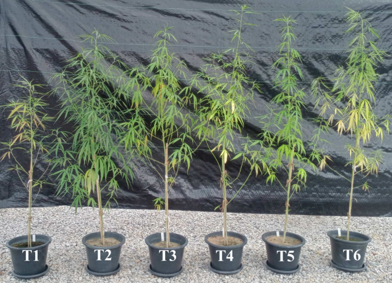Morphologies of Cannabis sativa RPF3 at the harvest stage (90 days) grown under different conditions: T1, control without AMF inoculum, without synthetic fertilizer; T2 Control with synthetic NPK fertilizer; T3, Plants inoculated with R. prolifer; T4, Plants inoculated with R. aggregatus; T5, Plants inoculated with L. theobromae and T6, Plants inoculated with M. phaseolina.