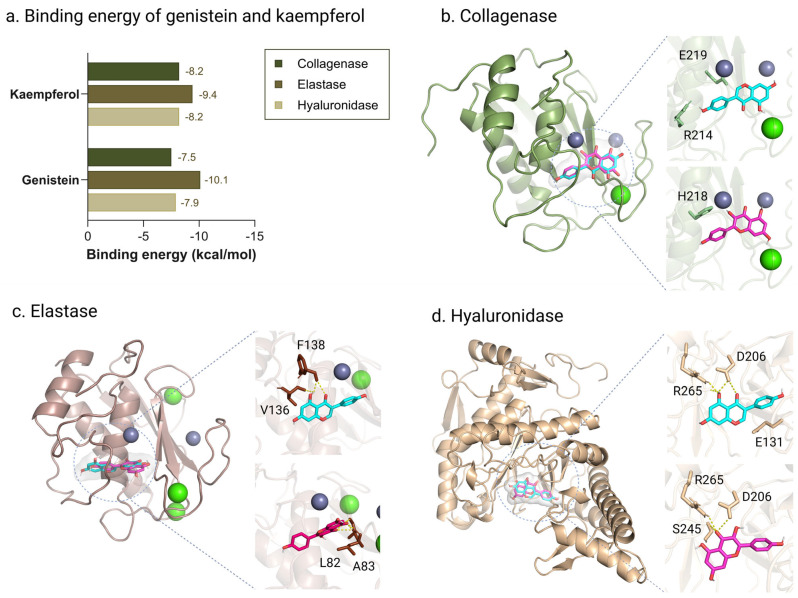 Binding scores and molecular interactions of genistein (cyan) and kaempferol (magenta) with collagenase, elastase, and hyaluronidase. Binding energies (kcal/mol) of genistein and kaempferol with collagenase, elastase, and hyaluronidase (a). Molecular interactions of genistein and kaempferol with key residues in collagenase (b), elastase (c), and hyaluronidase (d), showing hydrogen bond formation (yellow dash). Green spheres represent calcium ions, and grey spheres represent zinc ions.
