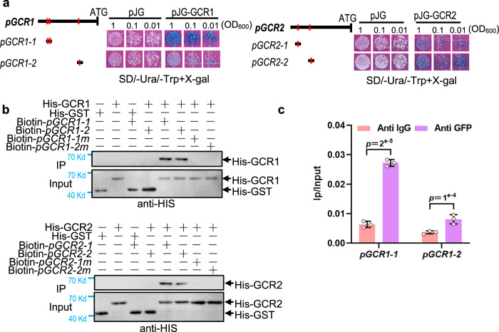 GCR1/2 directly bind to their own promoters.a GCR1 and GCR2 bind to their own promoters by Y1H. GCR1 binds to its promoter fragments pGCR1-1 and pGCR1-2 containing motif 1 and 3 (referred to Supplementary Fig. 13). GCR2 interacts with its own promoter fragments pGCR2-1 and pGCR2-2 containing motif 9 and 10 (referred to Supplementary Fig. 13). The bold black lines represent the promoter sequence of GCR1 and GCR2. The red vertical lines indicate motifs. Three cell dilutions for each interaction were presented. b Biotin-labelled DNA IP assays show GCR1 interacts with pGCR1-1 and pGCR1-2 and GCR2 interacts with pGCR2-1 and pGCR2-2. Mutation motifs of promoter fragments (pGCR1-1m, pGCR1-2m, pGCR2-1m, pGCR2-2m) disrupt the interaction between GCR1/2 and its own promoter fragments. Promoter fragments and mutant fragments labelled with biotin were used as bait and incubated with streptavidin-agarose beads. His-GST protein was used as negative control. Immunoprecipitated proteins were detected by anti-His. c The ChIP-qPCR analysis shows the interaction between GCR1 and the promoter of GCR1. Data are shown as mean ± SD (n = 3 biological replicates). p-values were calculated by unpaired two-sided t-test.
