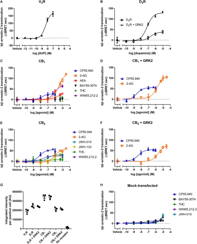 bβ-arrestin-2 translocation to V2R, D2R, CB1, and CB2. bβ-Arrestin-2 translocation to plasma membrane in cells expressing (A) V2R stimulated with AVP, (B) D2R with or without co-expressed GRK2 stimulated with dopamine, (C) CB1 stimulated with CP55,940, 2-AG, AEA, BAY, THC, and WIN55,212-2, (D) CB1 with co-expressed GRK2 stimulated with CP55,940 and 2-AG, (E) CB2 stimulated with CP55,940, 2-AG, JWH-015, JWH-133, THC, and WIN55,212-2, and (F) CB2 with co-expressed GRK2 stimulated with CP55,940 and 2-AG. (G) Receptor expression of V2R, D2R, D2R+GRK2, CB1, CB1+GRK2, CB2, CB2+GRK2, and no-receptor transfected controls in cells used in experiments (A–G). Receptor expression per cell was quantified in cells positive for expression by ICC. (H) bβ-Arrestin-2 translocation to plasma membrane in mock-transfected cells. Error bars are ±standard deviation of representative data with three technical replicates (A–F), or standard error of the means from three independent biological replicates (G,H).