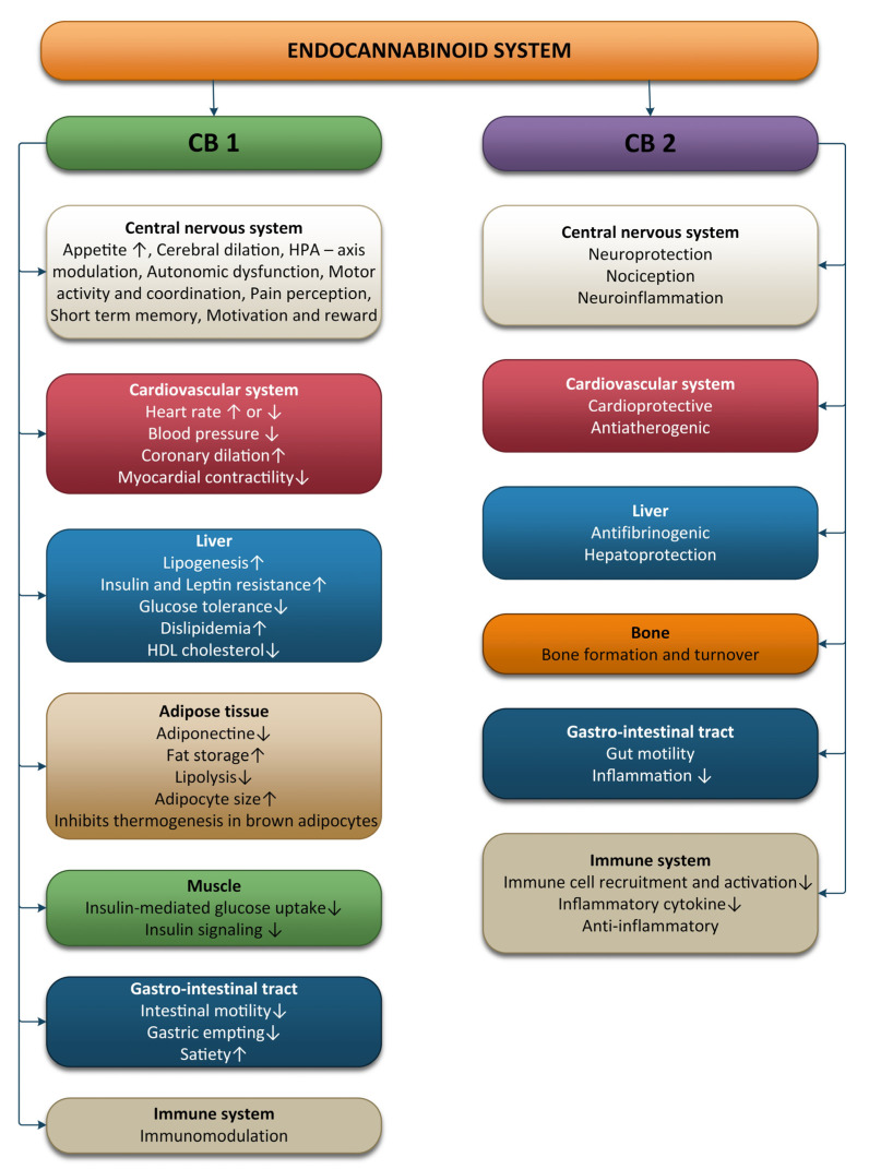 Effects of the endocannabinoid system on different systems and organs.