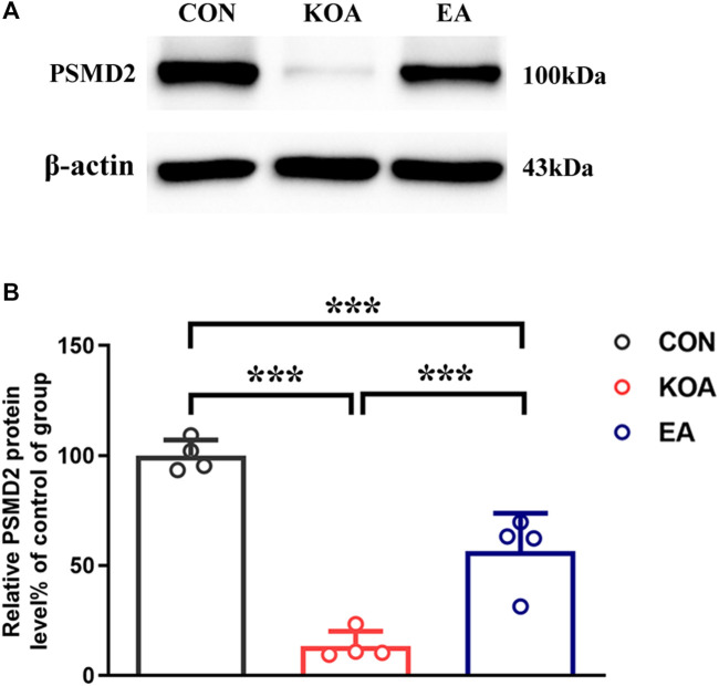 Quantitative analysis of the protein level of 26S proteasome (PSMD2) in the PAG tissues. (A) The representative gel image shows the protein level of the PSMD2 in PAG tissues obtained from control (CON), KOA, and KOA treated with EA. β-actin was used as a loading control. The protein band at 100 kDa corresponds to the PSMD2. (B) Summary data show the effect of KOA and EA on the protein level of the PSMD2 in PAG tissues. Data are expressed as means ± SEM (n = 4 mice in each group). ***p < 0.001.