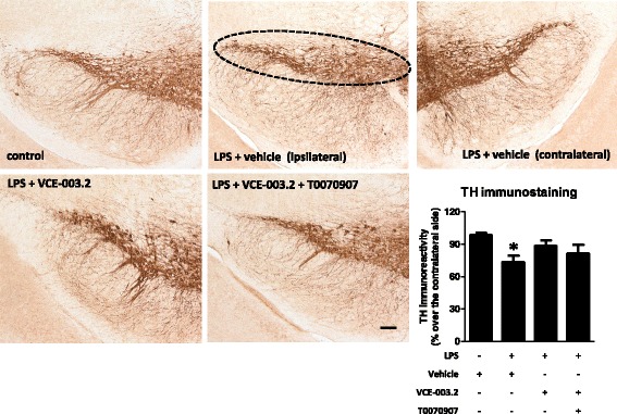 Intensity of the immunostaining for TH (bottom right panel) measured in a selected area of the substantia nigra pars compacta of adult male mice at 3 weeks of being subjected to an intrastriatal injection of LPS and daily treated with VCE-003.2 (10 mg/kg), alone or combined with T0070907 (5 mg/kg), or vehicle. Immunoreactivity values are measures in the lesioned side over the non-lesioned side and correspond to means ± SEM of 4–6 subjects per group. Data were assessed by the one-way analysis of variance followed by the Student–Newman–Keuls test (*p < 0.05 versus vehicle-treated control mice). Representative immunostaining images for each experimental group, with indication of the approximate area quantified, are shown in the top and left panels (scale bar = 100 μm)