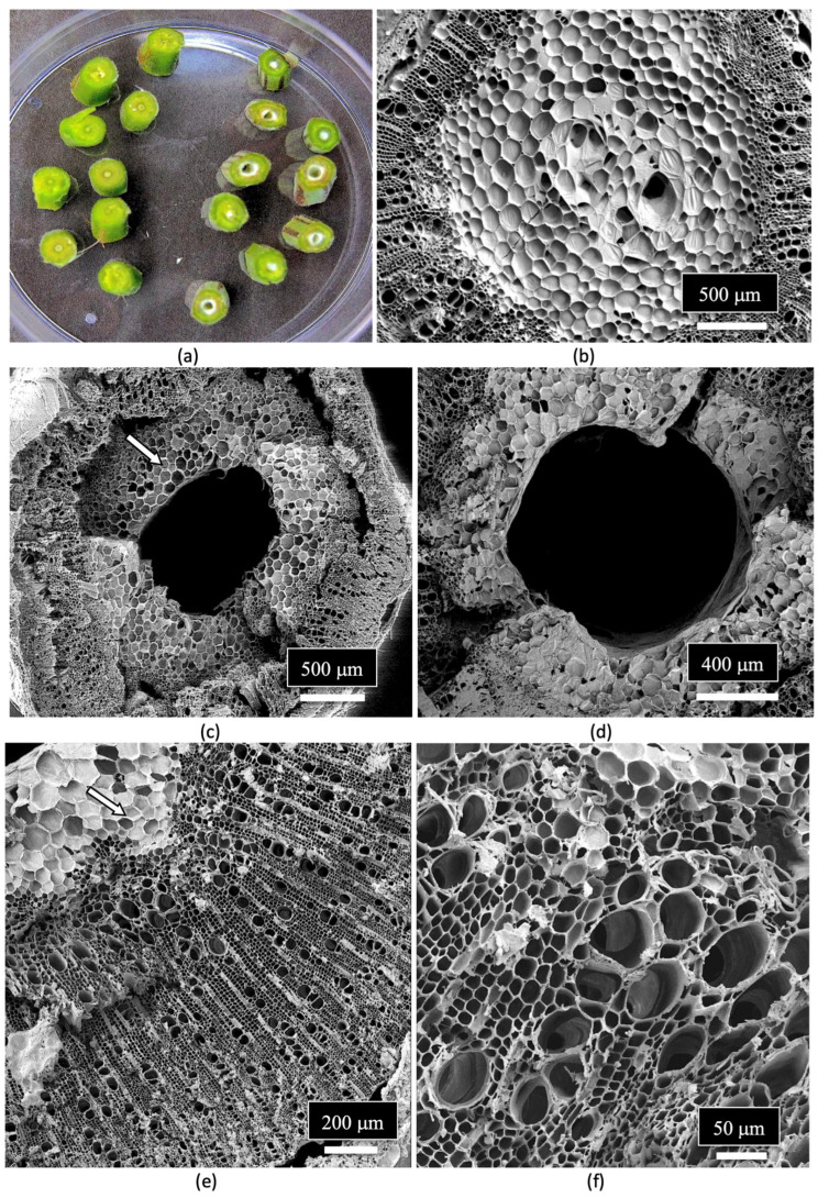 The morphology and tissue types observed in cuttings of cannabis plants under the scanning electron microscope. (a) Cross sections made at the base of the cuttings of two genotypes show the different stages of development of the central pith tissues. On the left, the pith in the genotype is less developed compared to the genotype on the right. (b) In the genotype from the left side in (a), the pith parenchyma cells can be seen in the center of the stem of the cutting, but the pith opening has not yet developed. (c,d) In the genotype from the right side in (a), the pith has fully developed to form an opening, and the pith parenchyma cells are reduced to a ring around the opening (white arrow in (c)). (e) View of the xylem conducting tissues that comprise tracheids and vessel elements, similar to that seen in the stems of mother plants. The white arrow shows the ring of pith parenchyma cells adjacent to the xylem vessels. (f) Close-up view of the tracheids and vessel elements.