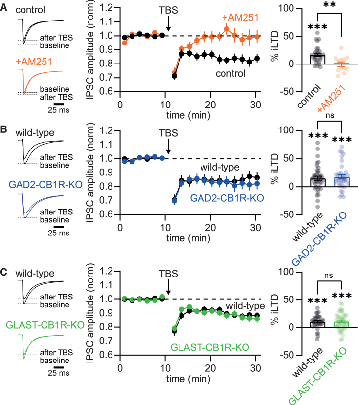 iLTD is unaffected by removal of astrocyte or interneuron CB1 receptors(A) Left: example traces showing the averaged IPSC during the 10 min of baseline recording and 10–20 min after iLTD induction by TBS. Black traces are from a control experiment and orange in the presence of the CB1 receptor antagonist AM251. Middle: averaged time course of the IPSC amplitude normalized to baseline for all experiments under control conditions (black) and in the presence of AM251 (orange). Right: averaged amount of iLTD (% reduction of the IPSC amplitude after TBS) for all individual recorded neurons (dots). Bars show mean.(B) Same as in (A) but now for GAD2-CB1R-KO mice (blue) and their wild-type littermates (black).(C) Same as in (A) and (B) but now for GLAST-CB1R-KO mice (green) and their wild-type littermates (black). Error bars indicate SEM. ∗p ≤ 0.05; ∗∗p ≤ 0.01; ∗∗∗p ≤ 0.001.