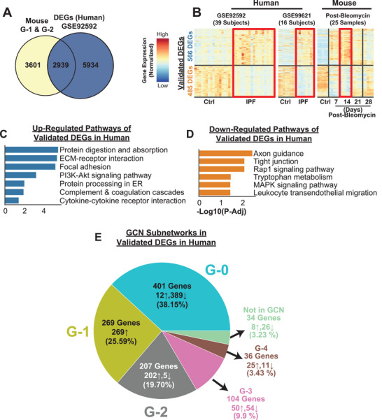 Translational link in fibrotic lung transcriptome between human IPF patients and bleomycin‐induced PF in mice A) 2,939 genes (≈45%) from two main GCN clusters (G‐1 and G‐2) were significantly differentially expressed in late‐stage human IPF patients based on an independent cohort (GSE92592) B) Validation with two independent human IPF cohorts (55 Subjects) showed high transcriptional profile similarities (1051 validated genes) between human IPF patients and 14 days post‐bleomycin mice. C,D) Significant KEGG pathways (FDR < 0.05) associated with the up‐ and down‐regulated genes validated in 2 independent human cohorts. E) The composition of GCN subnetworks in the validated DEGs in two late‐stage human IPF patients’ cohorts (6B). More than 45% of the genes belong to the two main GCN clusters (G‐1 and G‐2).