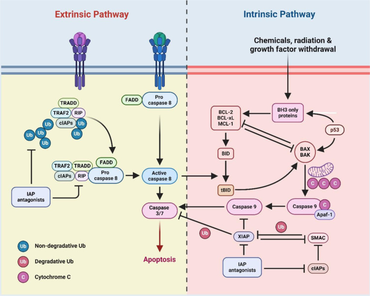 This figure illustrates the extrinsic and intrinsic pathways of apoptosis. The extrinsic pathway is triggered by death receptor activation, leading to the recruitment of adaptor proteins (TRADD, TRAF2, RIP) and activation of caspase-8, which subsequently activates caspases-3/7 to induce apoptosis. The intrinsic pathway is initiated by cellular stress factors such as chemicals, radiation, and growth factor withdrawal, leading to mitochondrial outer membrane permeabilization via BAX/BAK activation. This releases cytochrome C, which activates caspase-9 through Apaf-1, further activating caspases-3/7. Both pathways are regulated by inhibitors of apoptosis proteins (IAPs) and antagonists like SMAC.