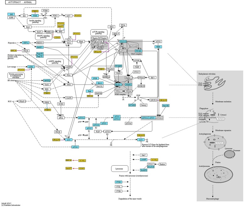 Representation of proteins and protein complexes involved in the “Autophagy – animal” KEGG pathway. This figure was taken from the KEGG database (http://www.genome.jp/kegg-bin/show_pathway?ko04140) and modified. Blue boxes mark the proteins that are associated with AD. Orange boxes mark additional proteins that are not originally included in the pathway. These genes are associated with both AD and autophagy, and are discussed in the present review. Red, blue, and violet lines mark partners with which the additional proteins interact (red color means activation, blue color means inhibition, and violet color means unspecified or complex (e.g., both inhibitory and stimulatory effect) according to STRING database). The interactions data were extracted from the STRING database (http://string-db.org). To assure that the presented data is reliable, we have included only interactions that showed at least medium STRING confidence score and were either identified in an experiment or are annotated in manually curated databases. Additionally, we have added interaction between GFAP and LAMP, which was not included in STRING database but was found by manual literature search. Permission to use KEGG figure was granted.