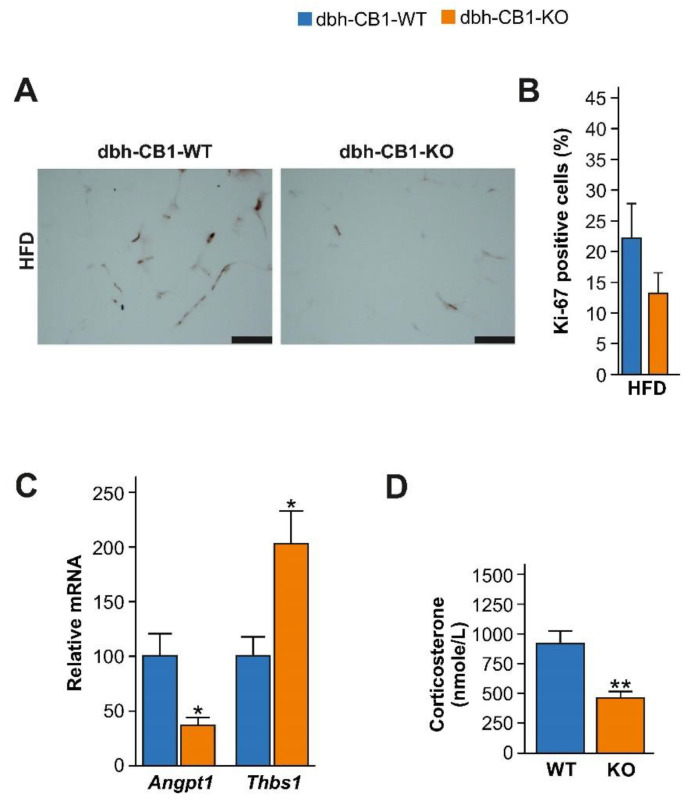 Reduced visceral adiposity in dbh-CB1-KO mice is associated with low angiogenesis and corticosterone levels. (A) Immunostaining against Ki 67, a proliferation marker, of visceral fat from mice on HFD. Scale bar = 100 μm. (B) Percentage of Ki-67 positive cells (n = 3), Student t-test. (C) qPCR analysis of Angpt1 and Thbs1, markers of angiogenesis in visceral fat in HFD-fed mice (n = 5–7). (D) Plasma levels of corticosterone in mice on HFD (n = 5–7). ** p ≤ 0.01; * p ≤ 0.05 by Student’s t-test. Data are expressed as mean ± SE of the mice.