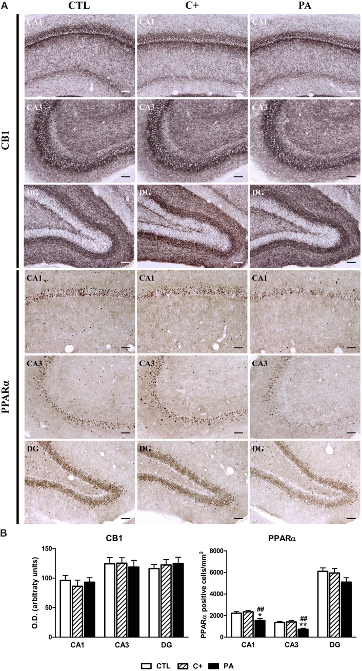 Immunohistochemical expression of CB1 and PPARα in dorsal hippocampus. (A) Photomicrographs of CB1 (upper panel) and PPARα (lower panel) immunostaining in CA1, CA3, and DG regions of the dorsal hippocampus in CTL, C+, and PA groups. Scale bars = 15 μm. (B) Densitometric quantification of CB1 (left panel) and number of PPARα positive nuclei per mm2 (right panel) in the Stratum pyramidale of the CA1 and CA3 areas, and in the granular cell layer of the DG region, in the different experimental groups. Bars and error bars show the mean + SEM of 5–7 observations per experimental subject of a total of 5–6 animals per group. ∗p < 0.05 vs. CTL; ∗∗p < 0.01 vs. CTL; ##p < 0.01 vs. C+. CTL, control group; C+, cesarean section group; PA, perinatal asphyxia group; CA1, cornu ammonis 1; CA3, cornu ammonis 3; DG, dentate gyrus.