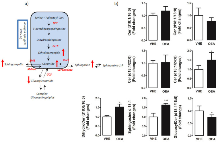 Hepatic sphingolipid analysis by LC-MS/MS. (a) Schematic representation of the sphingolipid pathway. De novo sphingolipid synthesis starts with the condensation of serine and palmitoyl-CoA by the rate-limiting enzyme, serine palmitoyltransferase (SPT) to 3-keto-dihydrosphingosine. Following further modification to dihydrosphingosine, ceramide synthases (CerS) convert dihydrosphingosine to dihydroceramide which is then desaturated to generate ceramides. Ceramides can be glycosylated by glucosylceramide synthase (GCS) to glucosylceramides which can serve as an intermediary for other glycosphingolipids, used as a substrate for sphingomyelin synthesis by sphingomyelin synthase (SMS) or deacylated by ceramidases to form sphingosine and subsequently, through the action of sphingosine kinases generate sphingosine-1- phosphate. (b) Distribution of sphingolipid species in the liver. In the figure, the mean ± SEM of values obtained from five different samples is reported; *** p < 0.001; * p < 0.05. Red arrows indicated metabolites that are up and down-regulated in OEA vs. VHE rats.
