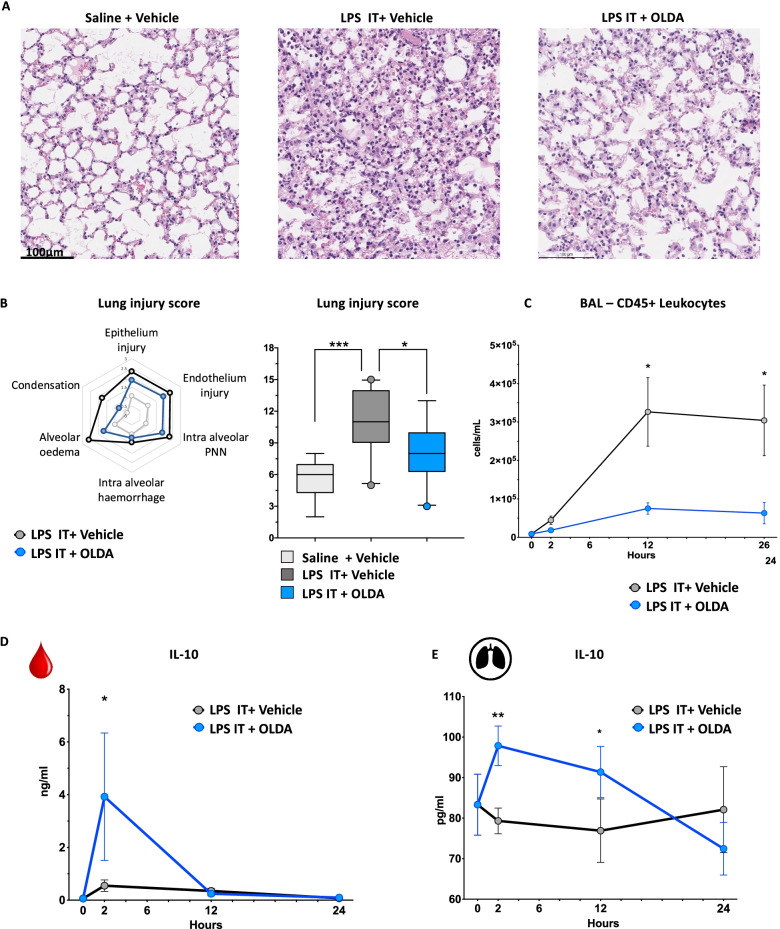 OLDA administration ameliorates LPS-induced acute lung injury. Wild-type mice were challenged with LPS (5 mg/kg, i.t.) and immediately thereafter were treated with OLDA (5 mg/kg, i.v.) or vehicle (i.v.). A Representative H&E-stained sections of lungs (original magnification ×20) collected from mice 24 h after challenge with saline, LPS i.t. + vehicle, or LPS i.t. + OLDA. B Lung injury scores were assessed by analysis of epithelial and endothelial injury, alveolar hemorrhage, alveolar edema, PMN infiltration, and condensation. C Mice treated with OLDA had reduced leucocyte counts (CD45+ cells) in BAL fluid 24 h after induction of acute lung injury. D OLDA treatment induced IL-10 upregulation in the plasma at 2 h. E OLDA treatment induced IL-10 upregulation in BALF at 2 and 12 h (12-week-old male, n = 5 per group and per time point for all panels). *P < 0.05, **P < 0.01, ***P < 0.001, LPS-treated mice vehicle vs. OLDA, two-tailed Mann–Whitney U test at each time point