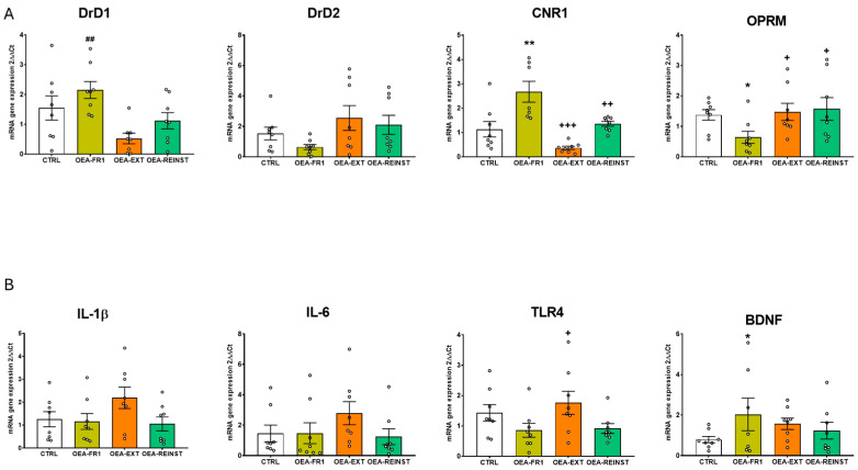 Effects of OEA administration on hippocampal gene expression of (A) relevant receptors involved in alcohol reinstatement such as: dopamine receptor DrD1, Drd2, cannabinoid receptor 1 (CNR1), mu-type opioid receptor (OPRM) (B) inflammatory genes, including interleukin IL-1β, IL-6, Toll-like receptor 4 (TLR4) and brain-derived neurotrophic factor (BDNF) after alcohol cue-induced reinstatement. According to OEA treatment (10 mg/kg i.p): CTRL (n = 8, control group), OEA-FR1 (n = 8, 10 doses before each alcohol SA session), OEA-EXT (n = 8, 4–6 doses before each extinction session) and OEA-REINST (n = 8, a single dose before the cue-induced reinstatement test). * p < 0.05, ** p < 0.01 significant differences with respect to the CTRL group; ## p < 0.01 significant difference with respect to the OEA-EXT group; + p < 0.05, ++ p < 0.01, +++ p < 0.001, significant difference with respect to the OEA-FR1 group, according to the one-way ANOVA followed by Bonferroni’s post hoc test.