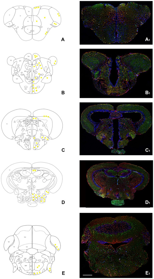 Overview of orexin 2 receptors (OX-2R; red) and cannabinoid receptor 1 (CB1R; green) immunoreactivity in the whole adult zebrafish brain. (A–E) Schematic drawings of five coronal sections of the adult zebrafish brain showing, at right, the distribution of OX-2R/CB1R co-expression (yellow solid circles) and, at left, the brain nuclei and regions according to Wullimann et al. (1996). (A1–E1) Photomicrographs of the sections corresponding to the schematic coronal sections reported in (A–E). (A,A1) Telencephalon: OX-2R/CB1R co-localization in lateral (Dl), medial (Dm), central (Dc) and posterior (Dp) part of the dorsal telencephalon and in the dorsal (Vd) and lateral (Vl) part of the ventral telencephalon. (B,B1) Diencephalon: OX-2R/CB1R co-localization in ventral habenular nucleus (Hav), optic tectum (TeO), ventral zone of the periventricular hypothalamus (Hv). (C,C1) Dienchephalon/mesencephalon: OX-2R/CB1R co-localization in the torus longitudinalis (TL), medial (PGm) and lateral (PGl) preglomerular nuclei, lateral hypotalamus (LH), Hv, and anterior (ATN) and posterior (PTN) tuberal nuclei. (D,D1) Mesencephalon: OX-2R/CB1R co-localization in TL, caudal (Hc) and dorsal (Hd) zone of the periventricular hypothalamus, torus lateralis (Tla), central nucleus of inferior lobe (CIL) and diffuse nucleus of inferior lobe (DIL). (E,E1) Rhombencephalon: OX-2R/CB1R co-localization in TeO, octaval nerve (VIII), intermediate reticular formation (IMRF) and tractus tectobulbaris (TTB). AON, anterior octaval nucleus; Cantd, commissura anterior, pars dorsalis; Cce, corpus cerebelli; Chor, Commissura horizontalis; CM, corpus mammillaris; CP, central posterior thalamic nucleus; CPN, central pretectal nucelus; Cpop, commissura postoptica; DAO, dorsal accessory optic nucleus; DiV, Diencephalic ventricle; DOT, dorsomedial optic tract; DP, dorsal posterior thalamic nucleus; DTN, dorsal tegmental nucleus; EG, eminentia granularis; End, entopeduncular nucleus, dorsal part; FR, fasciculus retroflexus; I, intermediate thalamic nucleus; Lca, lobus caudalis cerebelli; LFB, lateral forebrain bundle; LLF, lateral longitudinal fascicle; LOT, lateral olfactory tract; MFB, medial forebrain bundle; MLF, medial longitudinal fascicle; MON, medial octavolateralis nucleus; MOT, medial olfactory tract; PGZ, Periventricular gray zone of the optic tectum; Pit, pituitary; PPd, periventricular pretectal nucleus, dorsal part; PPp, parvocellular preoptic nucleus, posterior part; PPv, periventricular pretectal nucleus, ventral part; PSm, magnocellular superficial pretectal nucleus; PSp, parvocellular superficial pretectal nucleus; SC, suprachiasmatic nucleus; SGT, secondary gustatory tract; TelV, telencephalic ventricle; TeV, Tectal ventricle; TPM, tractus pretectomammillaris; TPp, periventricular nucleus of posterior tuberculum; TS, torus semicircularis; Val, lateral division of valvula cerebelli; VL, Ventrolateral thalamic nucleus; VM, Ventromedial thalamic nucleus; VOT, ventral optic tract; Vv, ventral nucleus of ventral telencephalic area. Scale bar, 250 μm.