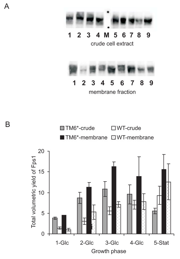 Fps1 yields produced from KOY.PK2-1C82 and TM6* cells. Samples were harvested at comparable residual glucose concentrations as indicated in Figure 1. (A) Immunoblots of crude cellular extracts (upper panel) of Fps1 produced in wild-type KOY.PK2-1C82 (lanes 1-4) and TM6* cells (lanes 5-8) are shown. Lane 9 is the internal standard. Lanes 1-4 and 5-8 correspond to 1-Glc, 2-Glc, 3-Glc and 4-Glc, in Figure 2B. The marker (M) lane highlights the 98 and 62 kDa standards. The corresponding membrane fraction is shown in the lower panel. Wild-type cells are lanes 2, 4, 6 and 8, and TM6* cells are lanes 3, 5, 7 and 9. Lane 1 is the internal standard. (B) The Fps1 yield per unit of protein was derived from immunoblots such as those shown in Figure 2A and quantified relative to a standard for both the crude cell extract and membrane-bound fractions as described in the Methods section. The total volumetric yield was then derived by multiplying with the corresponding dry weights. Triplicate fermentations were used to calculate the standard error of the mean (SEM).