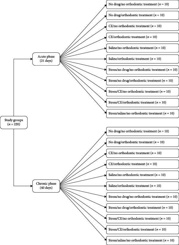 Flowchart of the study groups.