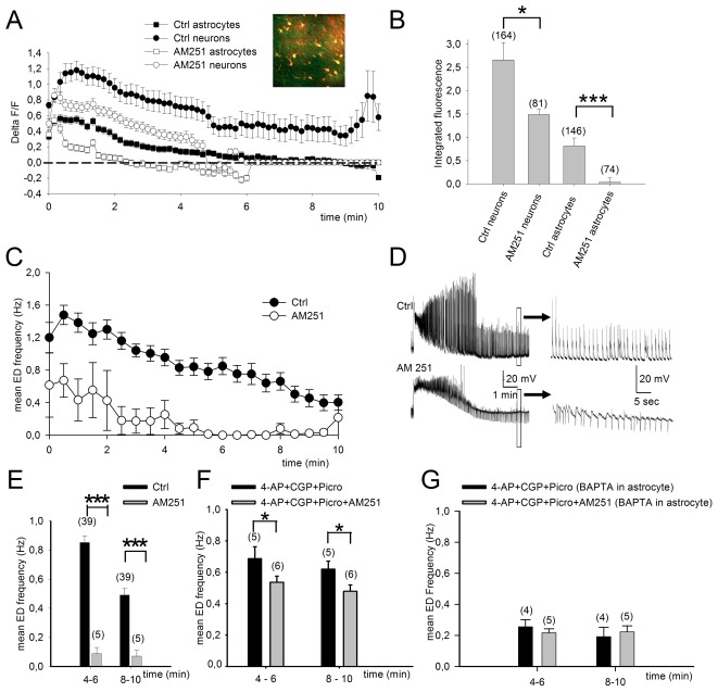 CB1 receptors expressed by astrocytes contribute significantly to maintenance of ED in CA1.A, Two-photon fluorescence calcium imaging of CA1 cells during 4-AP perfusion of the slice. Fluorescence signals from neurons and astrocytes during 4-AP in the presence or absence of the CB1 receptor antagonist AM251 (4 µM). The plotted points represent the averages of the responses for each individual cell. B, Blocking CB1 receptors significantly reduced integrated area of calcium induced fluorescence measured 1–4 min after ED initiation. This inhibition was markedly particularly important in astrocytes (p<0.001 Mann-Whitney U test) C, Similarly, average time course show that ED in CA1 pyramidal cells recorded in current-clamp mode is reduced in the presence of the CB1 antagonist AM251. D, Representative traces for data shown in C. E, Mean ED frequency at two time points after initiation of ED for CA1 pyramidal cells show that the reduction induced by AM251 is highly significant. F, In the presence of GABAA and GABAB receptor antagonists to block interneuron signaling, blocking CB1 receptors still results in a significant reduction in ED but much less effective in reducing ED frequency. G, When astrocyte signaling is inhibited by BAPTA injection (40 mM) under conditions where GABAergic transmission is blocked, the blockade of CB1 receptors no longer reduces 4-AP-induced ED.