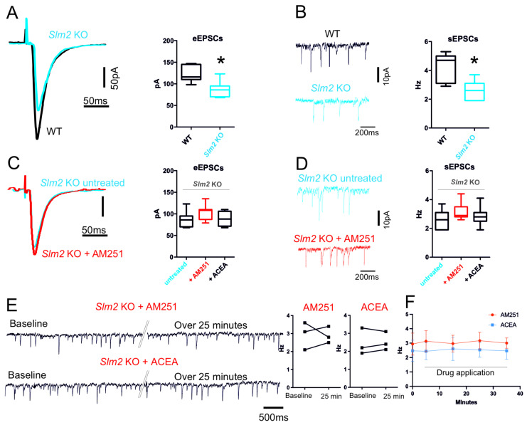 Slm2 ko electrophysiological characterization of glutamatergic input. (A) Representative traces of evoked EPSCs of subiculum neurons recorded from WT (black) and Slm2 ko mice (blue) (p = 0.005). (B) Representative traces of spontaneous EPSCs recorded from WT (black) and Slm2 ko mice (blue) (p = 0.03). Box plots show that Slm2 ko mice have a significant reduction in both evoked EPSCs amplitude and spontaneous EPSCs frequency. (C) Representative traces of evoked EPSCs of subiculum neurons of Slm2 ko mice recorded before (blue) and after (red) incubation with AM251 (10 µM). (D) Representative traces of spontaneous EPSCs before (blue) and after (red) incubation with AM251 (10 µM). Box plots summarize the effect of AM251 incubation as well as of ACEA in Slm2 ko mice. (E) Representative traces of spontaneous EPSCs recorded from single neuron of Slm2 KO mice. Traces show event at beginning of the recording (Baseline) and after continuous application of AM251 or ACEA (>25 min). Double oblique line marks where the single trace has been cut for representation purposes. (F) Plot shows the frequency changes over time triggered by bath application of ACEA and AM251. Statistical analysis was performed with paired and/or unpaired t test. Error bars represent SEM. * p < 0.05.